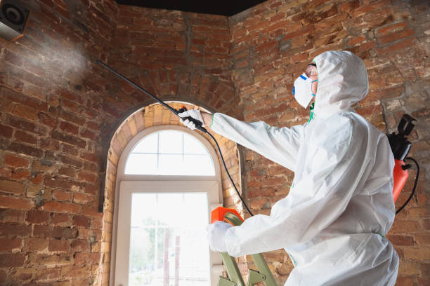 Why You Should Choose Our Mold Remediation Services in Marrero, LA